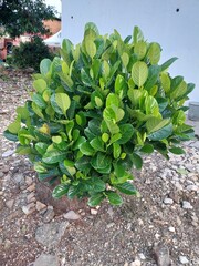 Jackfruit plants (Artocarpus heterophyllus) are still in the growth process.