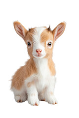 Fototapeta premium A baby goat, isolate on white background, with small horns and a curious, playful expression. cutout png
