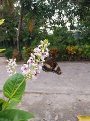 Butterflies suck nectar from Japanese jasmine flowers (Pseuderanthemum reticulatum).