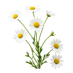 Fototapeta premium daisy isolated on white background 
