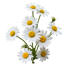 Fototapeta premium daisy isolated on white background 