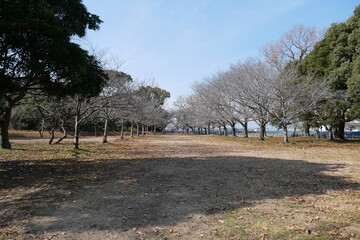 御塚・権現塚古墳　公園の風景