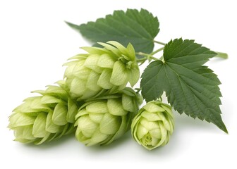 Hop isolated on white background, Green hop cones rest beside vibrant, serrated leaves on a white background. The cones are tightly clustered, with overlapping bracts creating a layered texture