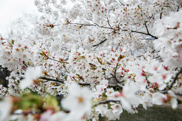 Obraz premium Cherry blossom in the spring, close-up of white flowers. High Park, Toronto. 