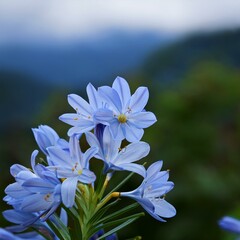 ユキノシタは夏に咲く花で水色の細長い花びらが付いていて枝先に集まって咲いている