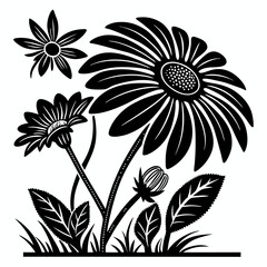 black and white mexican sunflowers