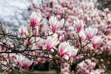 Magnolia flower in spring time. Blooming magnolia tree with pink flowers. Canada.