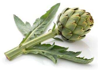 artichoke on a white background