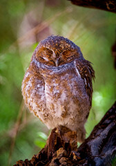 A burrowing owl naps in the underbrush in central Arizona