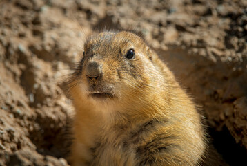 A curious black-tailed prairie dog in central Arizona