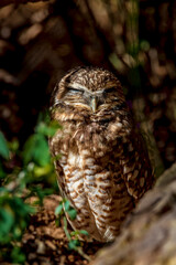 A burrowing owl naps in the underbrush in central Arizona