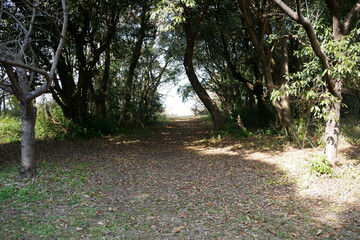Fototapeta premium 御塚・権現塚古墳 公園の風景
