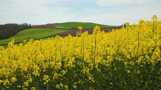 Rapeseed fields and farms from full frame Z6, Devon, England