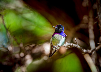 Obraz premium A male Costa's hummingbird perches on a tree branch in the sonoran desert of central Arizona