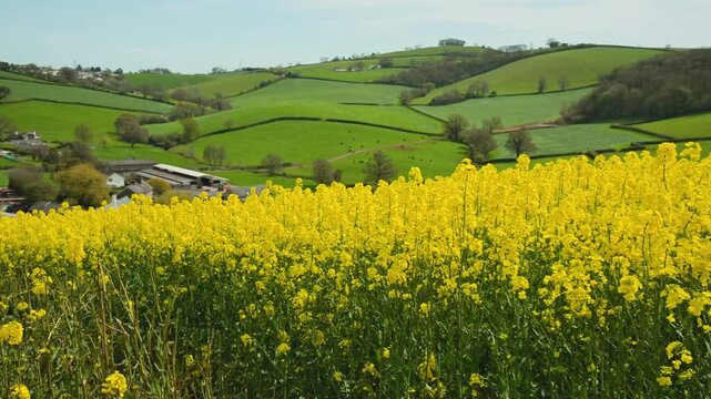 Rapeseed fields and farms from full frame Z6, Devon, England