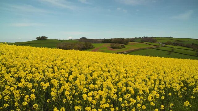 Rapeseed fields and farms from full frame Z6, Devon, England