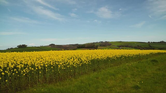 Rapeseed fields and farms from full frame Z6, Devon, England