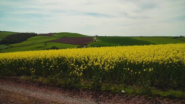 Rapeseed fields and farms from full frame Z6, Devon, England