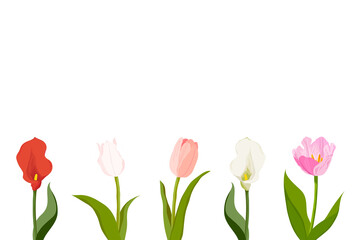 Fototapeta premium Tulip flowers png border frame, transparent background