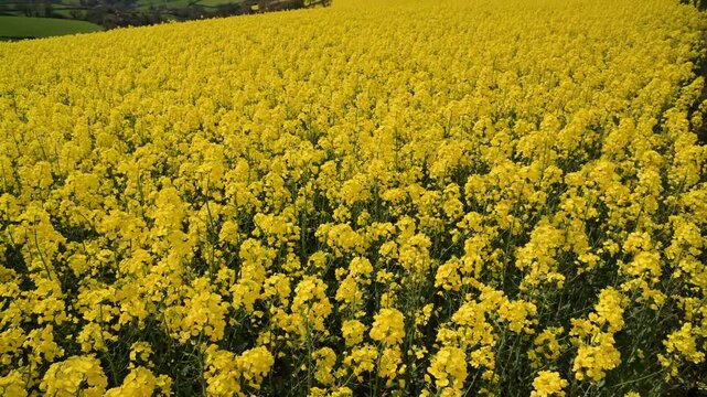 Rapeseed fields and farms from full frame Z6, Devon, England