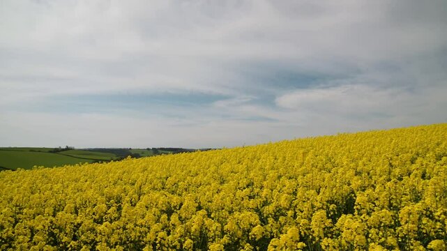 Rapeseed fields and farms from full frame Z6, Devon, England