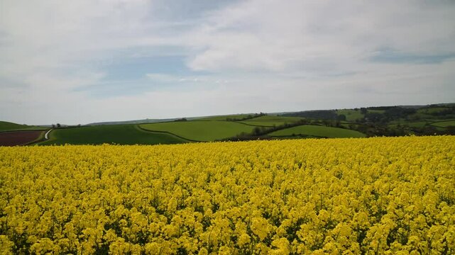 Rapeseed fields and farms from full frame Z6, Devon, England