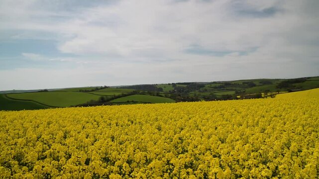 Rapeseed fields and farms from full frame Z6, Devon, England
