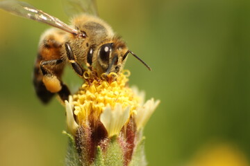 Close up de beja posando sobre una flora