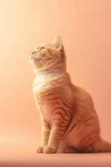Beautiful orange cat on a plain background