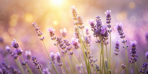 Fototapeta premium A Field of Lavender Blossoms Bathed in the Warm Glow of the Setting Sun, Their Delicate Petals Glistening with the Soft Light, Creates a Serene and Tranquil Atmosphere