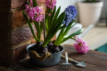 Concept of spring home gardening, transplanting plant in ceramic pots on wooden table. Taking care of plants and flowers. Springtime leisure activity, hobby, garden tools. Stylish house interior