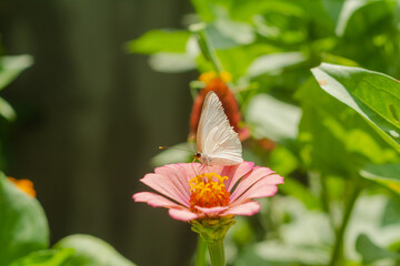 Zinia con mariposa blanca