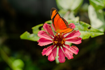 Obraz premium Mariposa Dione Juno en zinia rosa