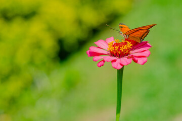 Julia en flor de papel