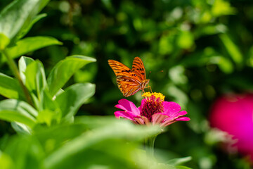 Mariposa de la pasión