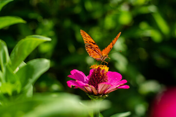Dione Vanillae en zinia fucsia
