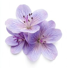 Obraz premium Lavender flowers studio shot, white background, floral design
