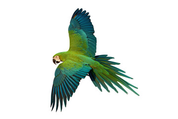 Chest Gold Macaw parrot flying isolated on transparent background png file