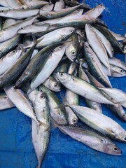 various types of fish sold at the fish auction.