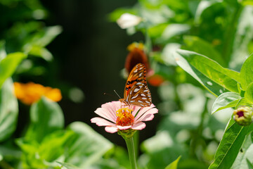Jardín con Mariposa
