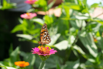 Monarca en el jardín