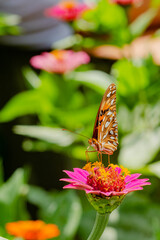Mariposa Espejito sobre flor