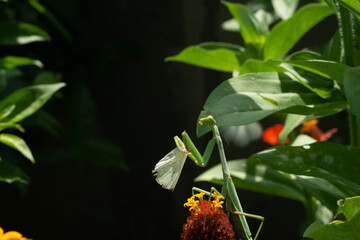 El banquete de la mantis