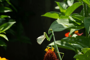 Mantis cazando mariposa