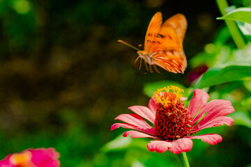 Mariposa en el Jard&iacute;n