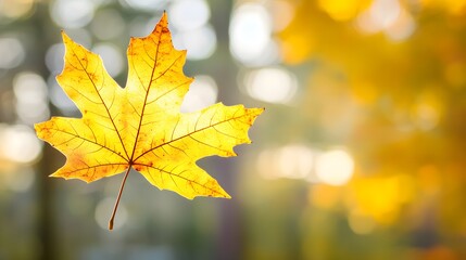 Obraz premium A glowing leaf stands out in a tranquil forest, symbolizing nature's quiet beauty and serenity