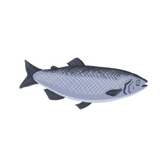 vector drawing fish, Atlantic salmon, Salmo salar, isolated at white background, hand drawn illustration
