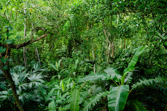 Exuberante selva