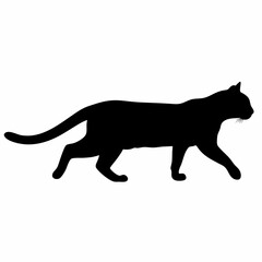 Obraz premium A black cat is walking on a white background. The cat is looking to the right