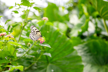 Butterflies on the empty sea and mountain road in spring at Aka Island, Zamami Village, Okinawa Prefecture, Japan